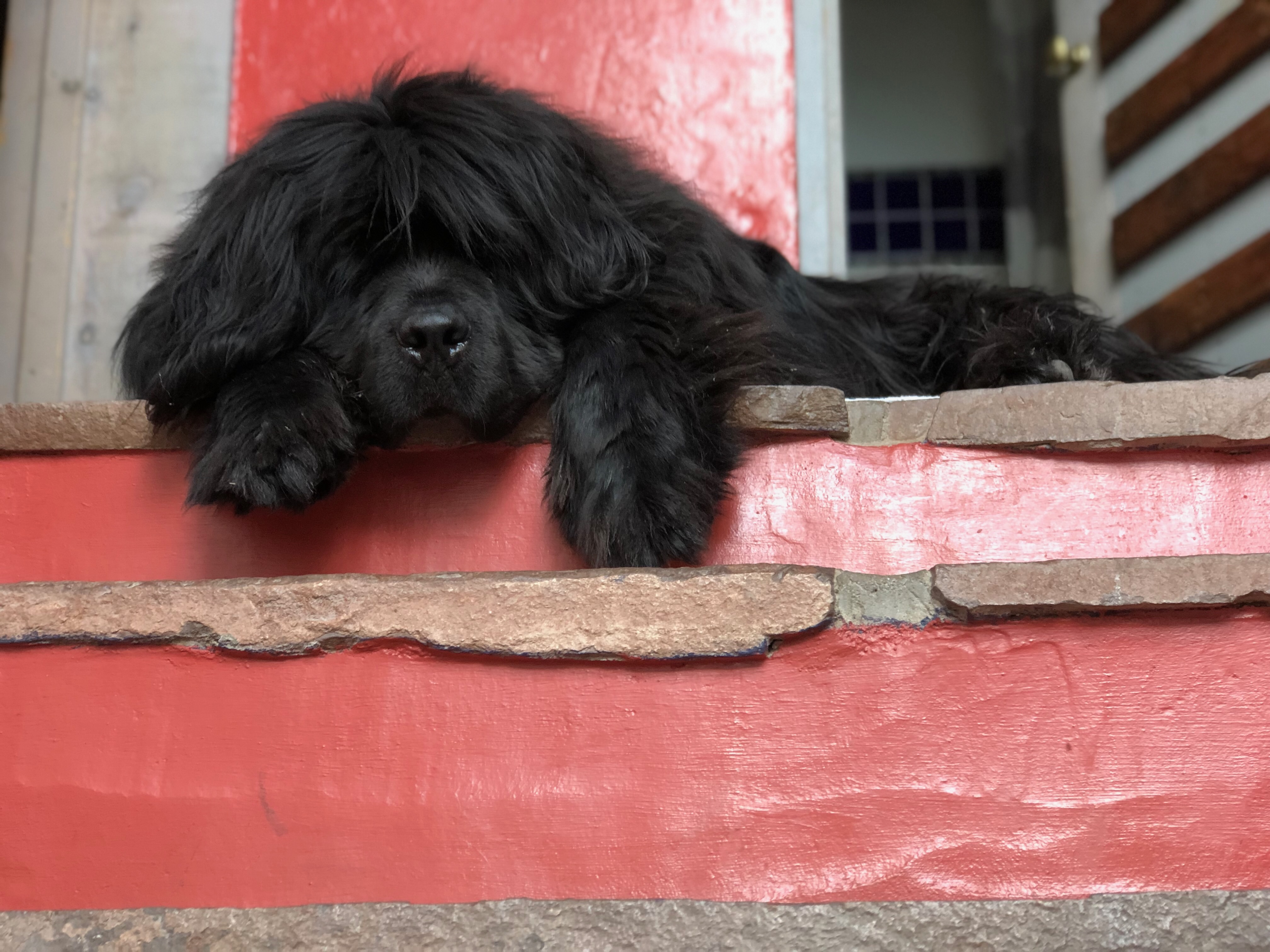 Pet Friendly callout